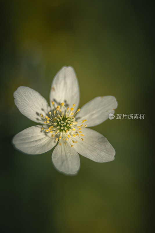 森林中的木银莲花(Anemonoides nemorosa)的特写镜头